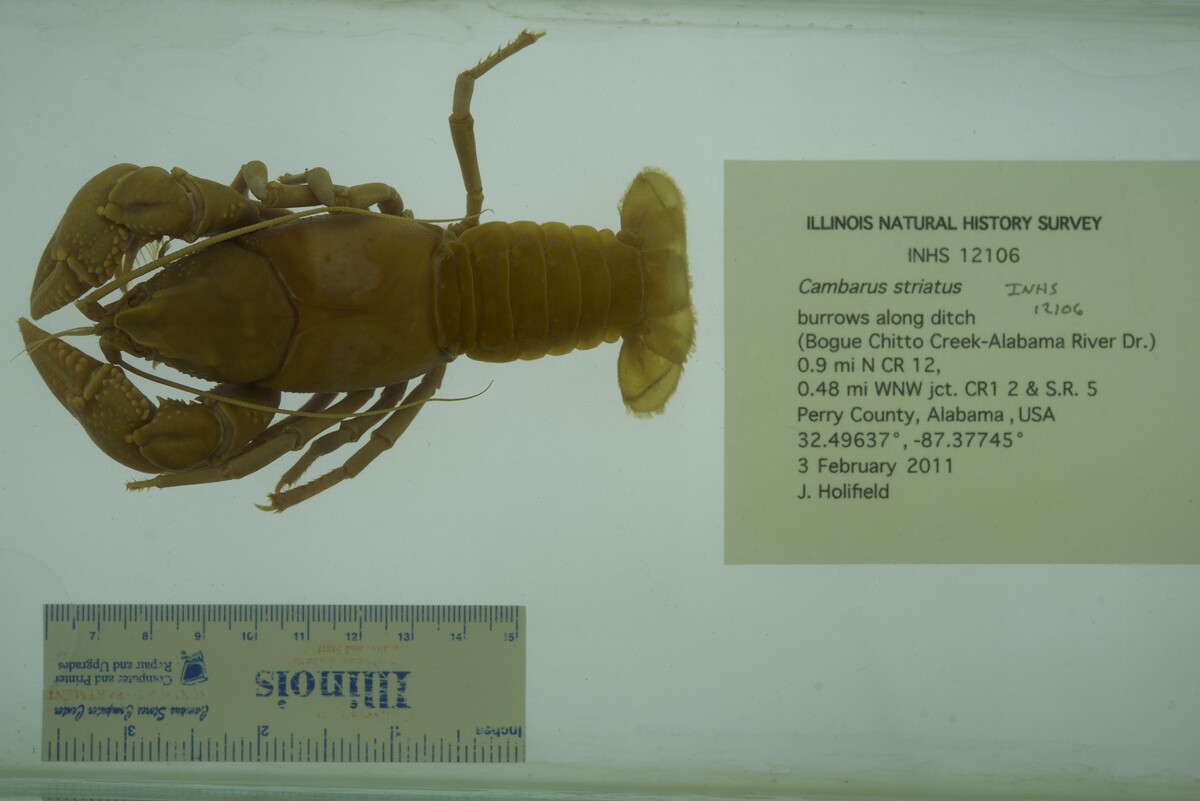 Cambarus striatus image